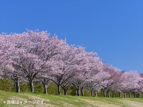山田桜堤